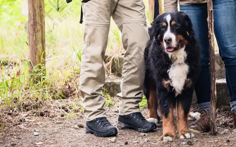best breeds for hiking with a dog