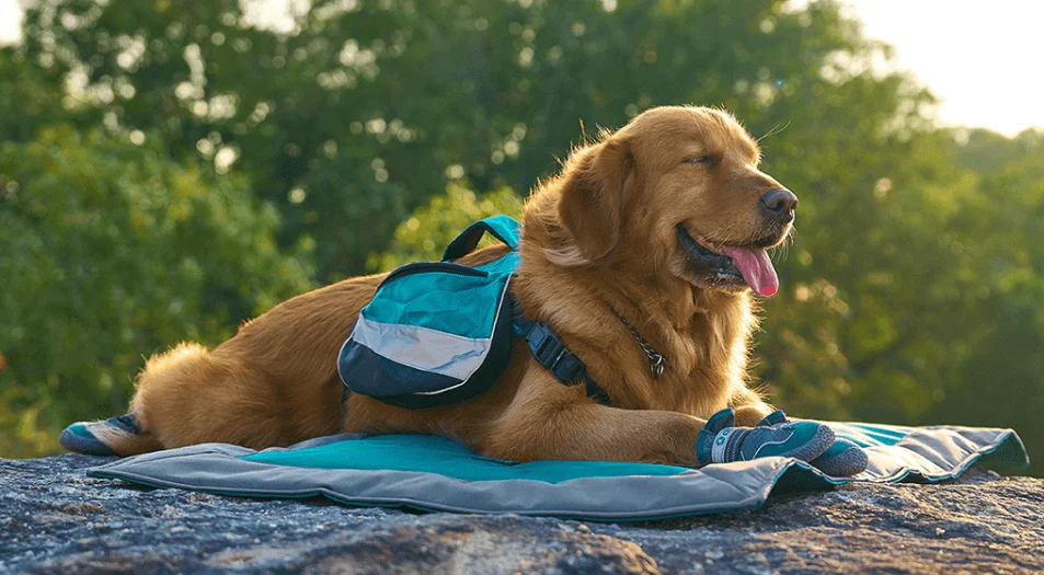 How to Choose the Perfect Sleeping Pad for Your Furry Friend?