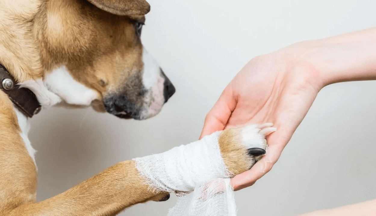 Treating dogs injured on hikes