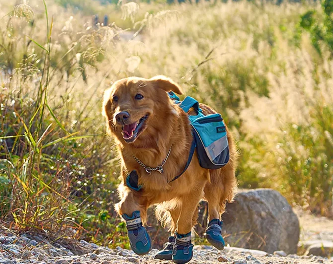 A Beginner's Guide to Using Dog Boots for Hiking with Your Dog