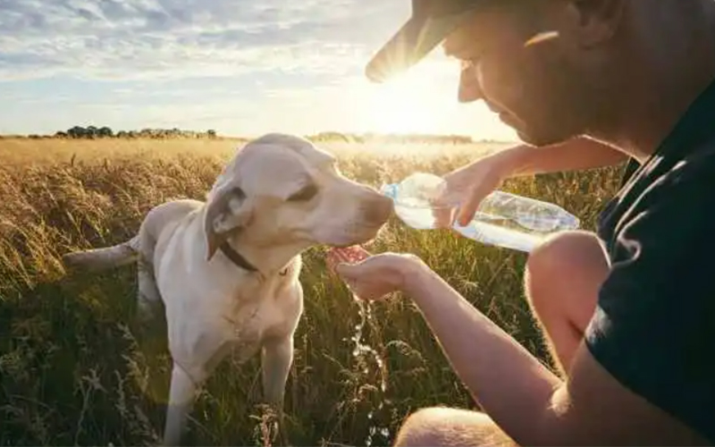 prevent my dog from getting sick from drinking contaminated water