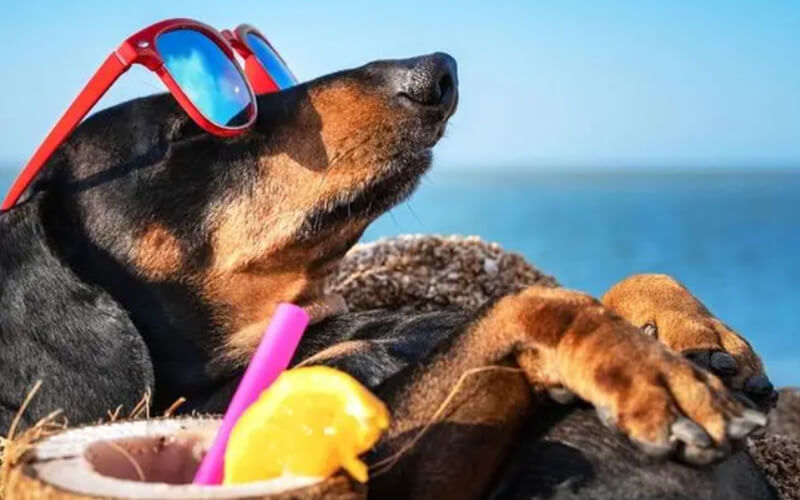 prevent my dog from overheating