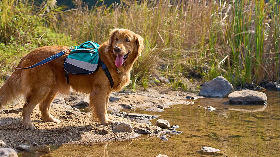 Hydration on-the-go: Tips for Pets Drinking Water during Outdoor Sports
